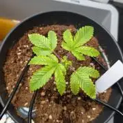 Hermana de la Noche - Super Strains