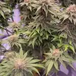 Gelato 33 & 24K Gold