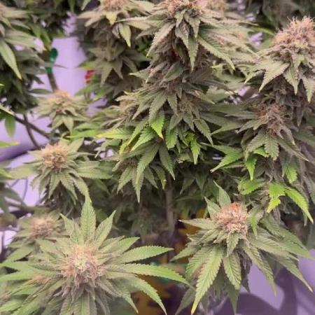 Gelato 33 & 24K Gold