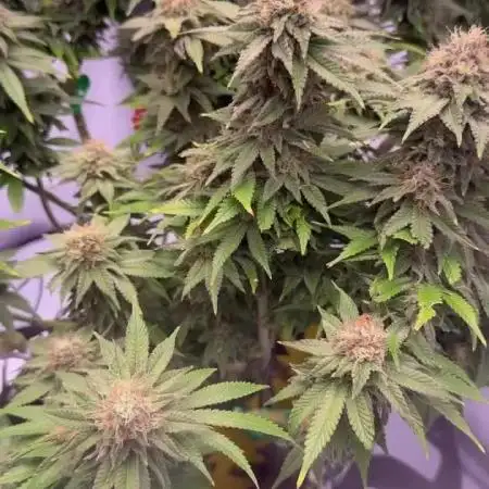 Gelato 33 & 24K Gold