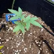 Black Domina Superstrainseeds