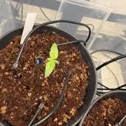 Amnesia - Super Strains