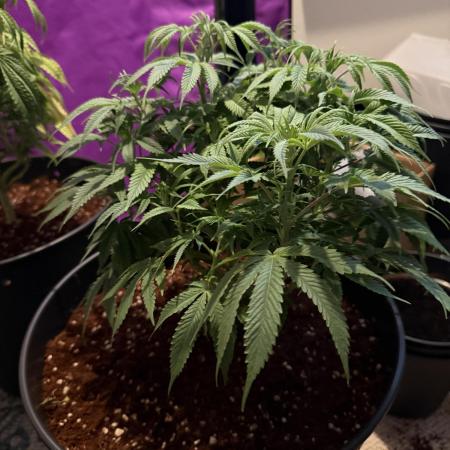 Hermana de la Noche - Super Strains