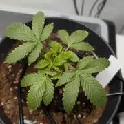 Hermana de la Noche - Super Strains