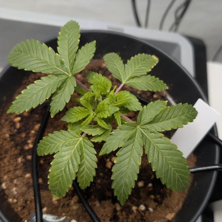 Hermana de la Noche - Super Strains