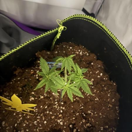 Black Domina - Superstrainseeds