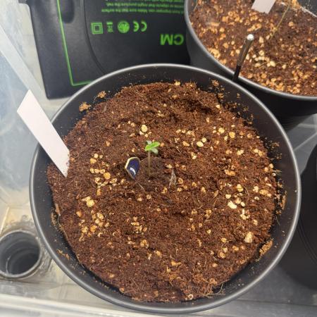 Amnesia - Super Strains