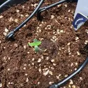 Wedding Cake - Super Strains