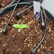 Wedding Cake - Super Strains