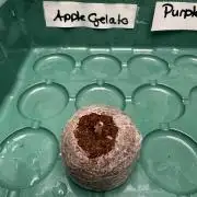 Apple Gelato Superstrainseeds