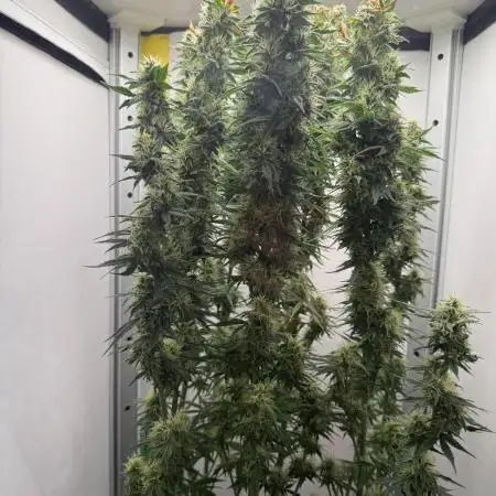 VGrow Super Lemon Haze