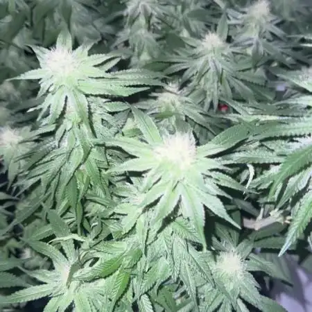 Gelato 33 & 24K Gold