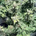 Gelato 33 & 24K Gold