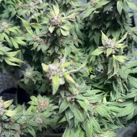 Gelato 33 & 24K Gold