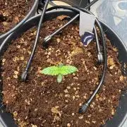 Wedding Cake - Super Strains