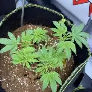 Purple Punch - Super Strains