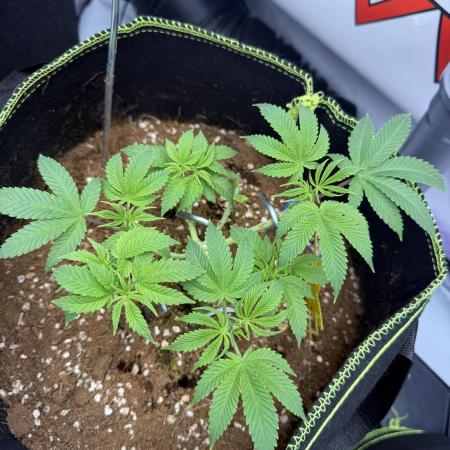 Purple Punch - Super Strains