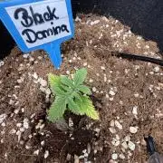 Black Domina Superstrainseeds