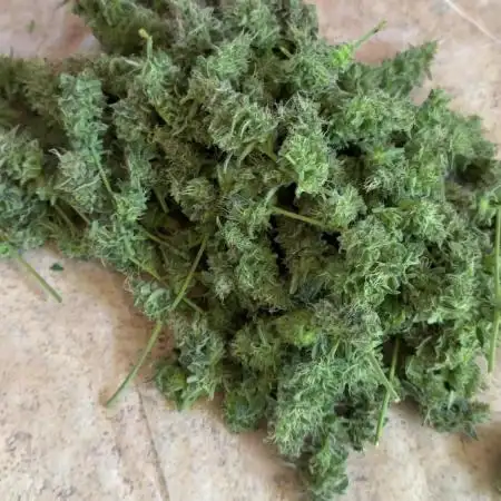VGrow Test 2 Lemon Skunk