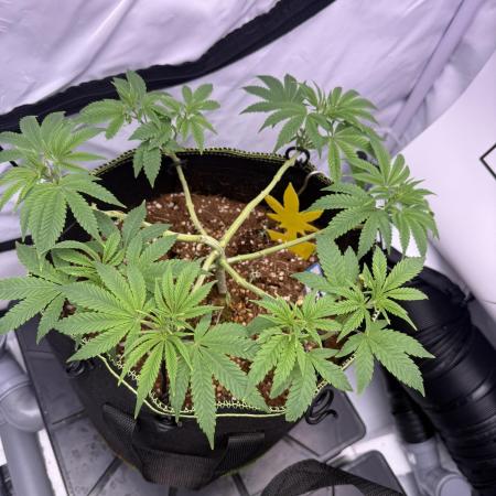 Apple Gelato - Super Strains