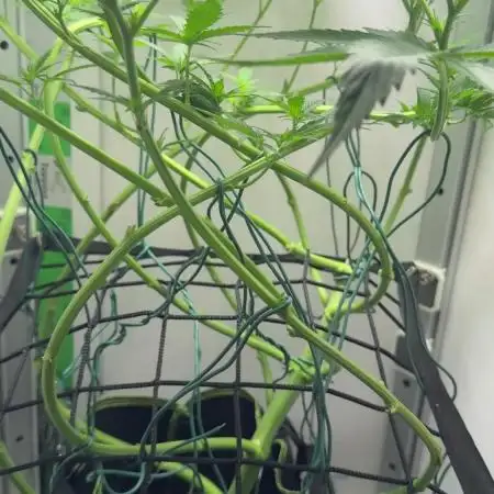 VGrow Test 2 Lemon Skunk