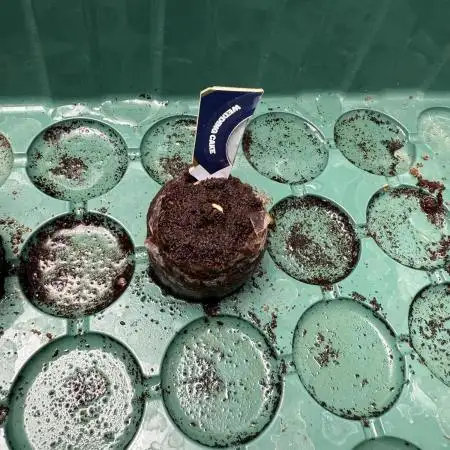 Wedding Cake - Super Strains