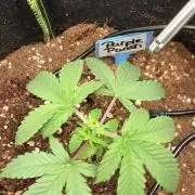 Purple Punsh Superstrainseeds