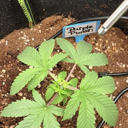 Purple Punsh Superstrainseeds