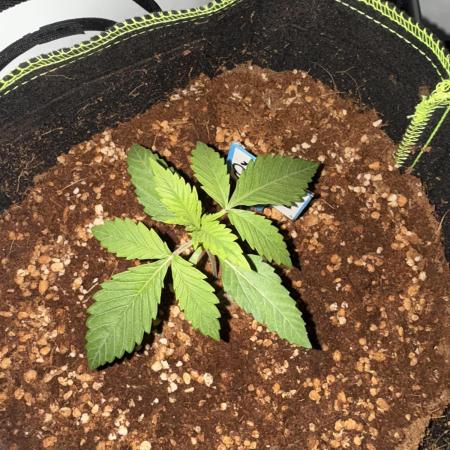 Apple Gelato Superstrainseeds