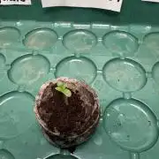 Purple Punsh Superstrainseeds