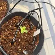 Hermana de la Noche - Super Strains