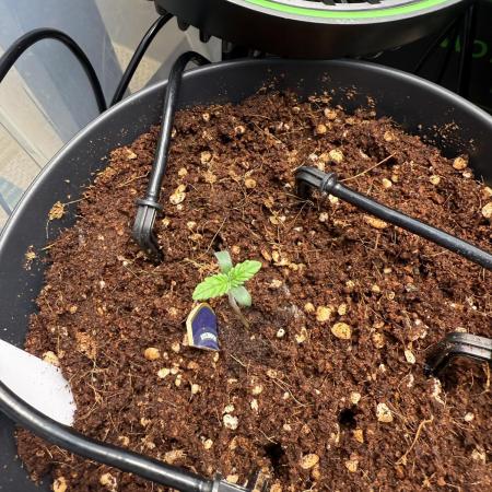 Amnesia - Super Strains