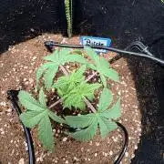 Purple Punsh Superstrainseeds