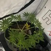 Apple Gelato - Super Strains