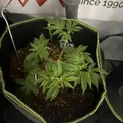 Purple Punch - Super Strains