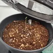 Hermana de la Noche - Super Strains