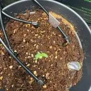 Hermana de la Noche - Super Strains