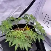 Apple Gelato - Super Strains