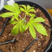 Wedding Cake - Super Strains