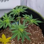 Black Domina - Superstrainseeds