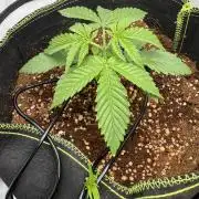 Apple Gelato Superstrainseeds