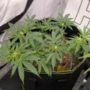 Purple Punch - Super Strains