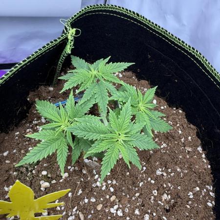 Black Domina - Superstrainseeds