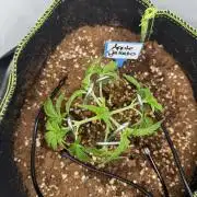 Apple Gelato Superstrainseeds