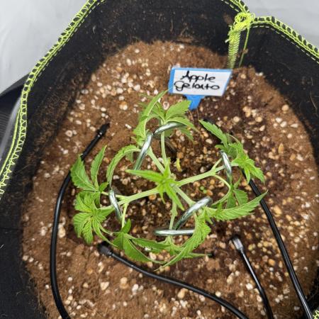 Apple Gelato Superstrainseeds