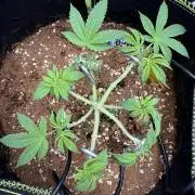 Purple Punch - Super Strains