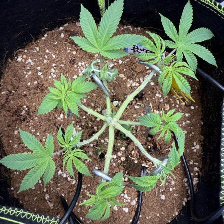 Purple Punch - Super Strains