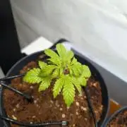 Wedding Cake - Super Strains