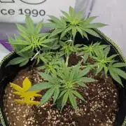 Black Domina - Superstrainseeds