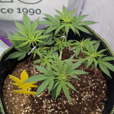 Black Domina - Superstrainseeds